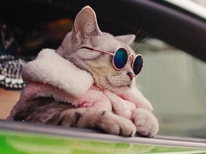 8 Kucing Rambut Pendek yang Bisa Kamu Pelihara di Rumah, Bikin Gemas!