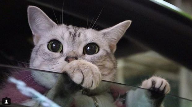 Bikin Gemes, Si Kucing Lambo Pemilik mobil Lamborghini Gallardo LP550-2 di Jepang, Hajime, selalu membawa kucing American Shorthair kesayangannya, Torako untuk jalan-jalan.