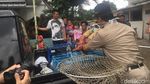 Meong! Penampakan Puluhan Kucing Liar yang Ditangkap karena Bau