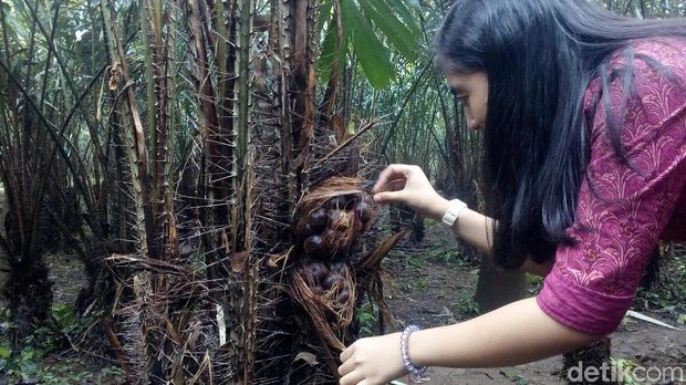 Petik Salak dan Kopi di Kebun/