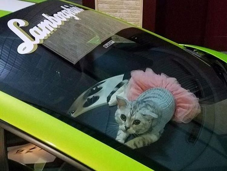 Bikin Gemes, Si Kucing Lambo