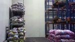 5 Ton Bibit Bawang Putih Disegel Kemendag