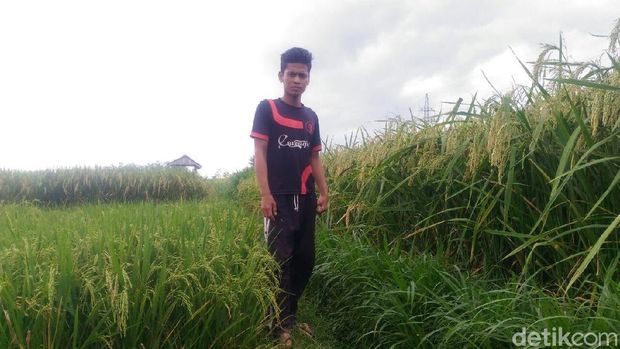 Padi 'Raksasa' di Blitar, Tinggi Bisa Capai 2 Meter dan Bulir Banyak