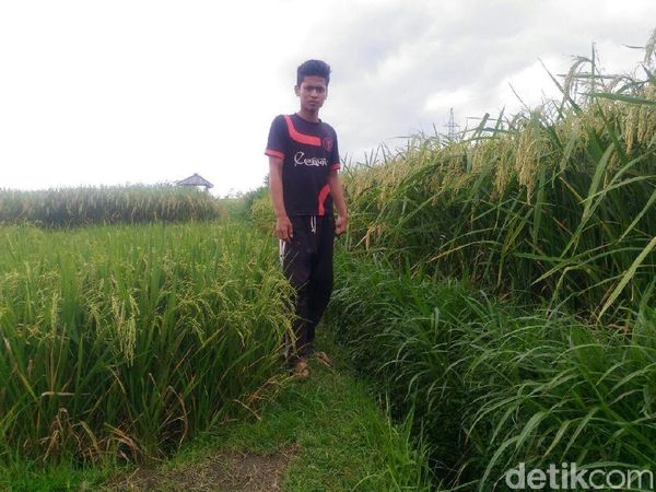Ini Padi Raksasa yang Tingginya Bisa Capai 2 Meter, Bulir Banyak