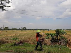 Tak Bisa Serap Gabah, Bulog Madiun Rela Petani Jual ke Tengkulak