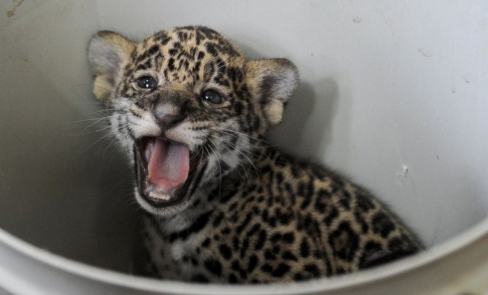 Bayi jaguar berusia satu bulan di Kebun Binatang Leningrad, St Petersburg, Rusia.