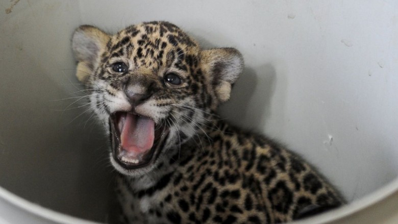 Bayi jaguar berusia satu bulan di Kebun Binatang Leningrad, St Petersburg, Rusia.