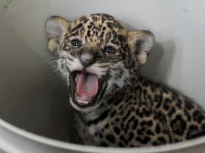 Jaguar dan Ular Jadi Teman Terapi Anak Difabel di Kuba