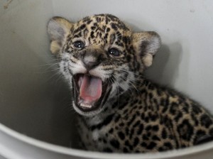 Jaguar dan Ular Jadi Teman Terapi Anak Difabel di Kuba