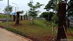 Foto: Kalijodo Jadi Rumah Baru Pohon Sudirman-Thamrin