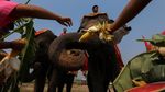 Foto: Hari Gajah Nasional Diperingati di Thailand