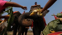 Gajah-gajah diberi hidangan buah-buahan yang enak dan banyak (Foto: Dok. REUTERS/Athit Perawongmetha)