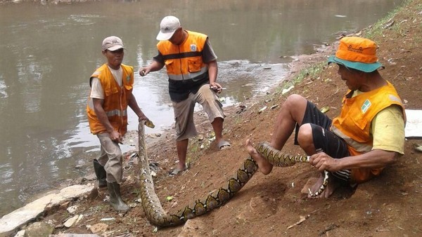 Foto: Ini Ular Sanca 4 Meter di Kali Pesanggrahan yang Bikin Kaget