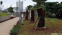 Delapan pohon yang dipindahkan ini merupakan jenis pohon mahoni.