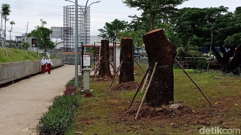 8 Pohon dari Sudirman Sudah Ditanam di Taman Kalijodo 8 Pohon dari Sudirman Sudah Ditanam di Taman Kalijodo