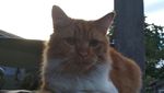 Foto: Ini Mitty, Kucing Malang yang Dibacok