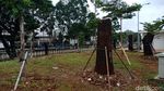Foto: Kalijodo Jadi Rumah Baru Pohon Sudirman-Thamrin