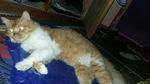 Foto: Ini Mitty, Kucing Malang yang Dibacok