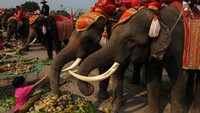 Hari Gajah Nasional diperingati di Thailand setiap tanggal 13 Maret setiap tahunnya. Perayaan hari gajah ini berlangsung ramai di sebuah kota kuno bersejarah, Ayutthaya. Gajah dan penunggangganya didoakan agar selamat. Gajah juga mendapat banyak makanan seperti buah-buahan di hari spesial ini. (Foto: Dok. REUTERS/Mike Blake)