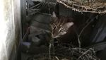 Penampakan Kucing Emas yang Misterius dan Sempat Dikira Harimau