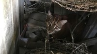 Kucing emas Asia atau Catopuma temminckii masuk dalam daftar International Union for Conservation of Nature (IUCN) Red List yang berisi status spesies-spesies di dunia. Kucing emas Asia berstatus hampir terancam. (Foto: Agus Setyadi/detikcom)