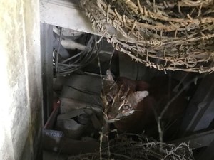 Terekam Kamera di Sumsel, Kucing Emas Misterius Kini Terancam Punah