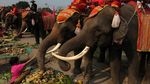 Foto: Hari Gajah Nasional Diperingati di Thailand