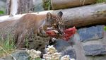 Penampakan Kucing Emas yang Misterius dan Sempat Dikira Harimau