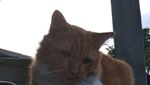 Foto: Ini Mitty, Kucing Malang yang Dibacok