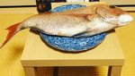 Duh, Genitnya! Kucing Ini Spesial Berdandan untuk Pose dengan Makanan