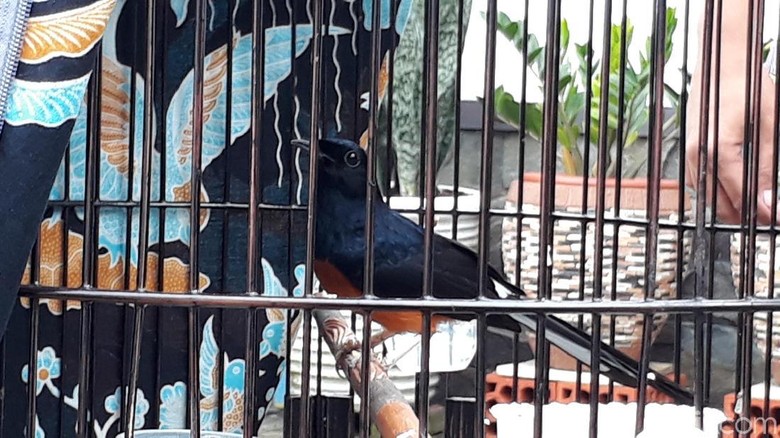 Ini Dia Burung Peraih Piala Presiden yang Ditawar Jokowi Rp 600 Juta Ini Dia Burung Peraih Piala Presiden yang Ditawar Jokowi Rp 600 Juta