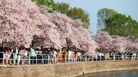 National Cherry Blossom Festival pun akan diadakan 17 Maret hingga 15 April 2018 di Washington DC. Selama 4 minggu itu, traveler dapat menikmati suasana festival bunga sakura (Courtesy Navid Baraty/CNN)