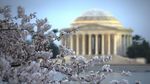 Foto: Bunga Sakura Mekar di Amerika, Ini Wujudnya