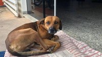 Anjing tersebut terus menunggu di depan pintu masuk rumah sakit. Diduga di tempat tersebut dia terakhir kali melihat majikannya. (Foto: Dok. Cristine Sardella via Storyful via ABC News)