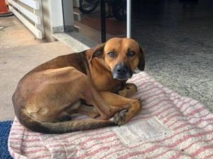 Seperti Hachiko, Anjing Ini Setia Tunggu di RS Sampai Tuannya Meninggal