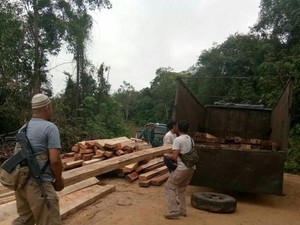Angkut Kayu Jarahan di Suaka Margasatwa Pelalawan, Dua Truk Diamankan