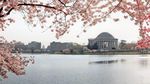 Foto: Bunga Sakura Mekar di Amerika, Ini Wujudnya
