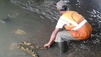 Ular sanca sepanjang kira-kira 4 meter ditemukan di wilayah Kali Pesanggrahan, Kebon Jeruk, Jakarta Barat. Ular tersebut kemudian dipukul dengan bambu hingga mati karena sempat hendak menyerang.  (Dok. UPK Badan Air DLH)