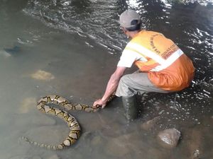 Bikin Kaget! Ular Sanca 4 Meter Muncul di Kali Pesanggrahan