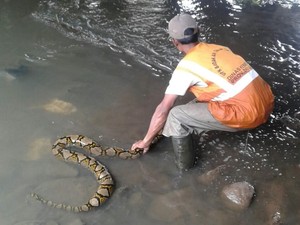 Bikin Kaget! Ular Sanca 4 Meter Muncul di Kali Pesanggrahan