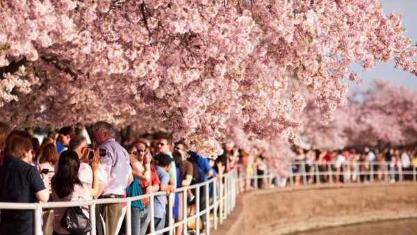Foto: Bunga Sakura Mekar di Amerika, Ini Wujudnya