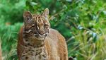 Penampakan Kucing Emas yang Misterius dan Sempat Dikira Harimau