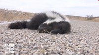 Keberadaan sigung dan ular derik yang mencari makanan ke permukiman warga, dianggap menganggu oleh warga New Mexico. Sigung menebarkan bau busuk sedangkan ular dikhawatirkan akan membahayakan. (Foto: Dok. Fox News)