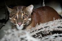 Penampakan Kucing Emas yang Misterius dan Sempat Dikira Harimau