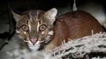 Penampakan Kucing Emas yang Misterius dan Sempat Dikira Harimau