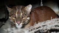 Seekor kucing emas ditemukan masuk ke dalam rumah seorang warga di Desa Masjid, Kecamatan Kaway XVI, Kabupaten Aceh Barat, Provinsi Aceh. Satwa dilindungi ini sempat dikira anak harimau sehingga menghebohkan masyarakat setempat. (Foto: ANTARA FOTO/Syifa Yulinnas)