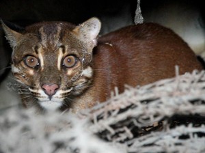 Kucing Emas, Si Misterius Terancam Punah yang Bikin Heboh di Aceh