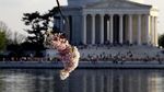 Foto: Bunga Sakura Mekar di Amerika, Ini Wujudnya