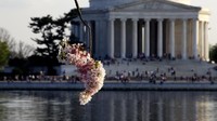 Namun kalau ingin melihat sakura saat sedang mekar penuh, ada waktu terbaiknya. Tahun ini waktu puncak mekarnya sakura diperkirakan dimulai tanggal 27 sampai 31 Maret (Courtesy Felix Masi/CNN)
