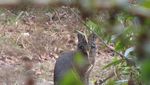 Penampakan Kucing Emas yang Misterius dan Sempat Dikira Harimau